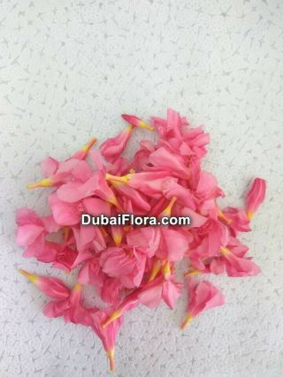 Fresh Loose Pink Oleander Flowers (Arali)