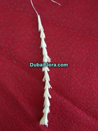 Fresh Tuberose Flower Strings – Rajnigandha / Gulchadi Lily Strings (Natural, Hand-picked)